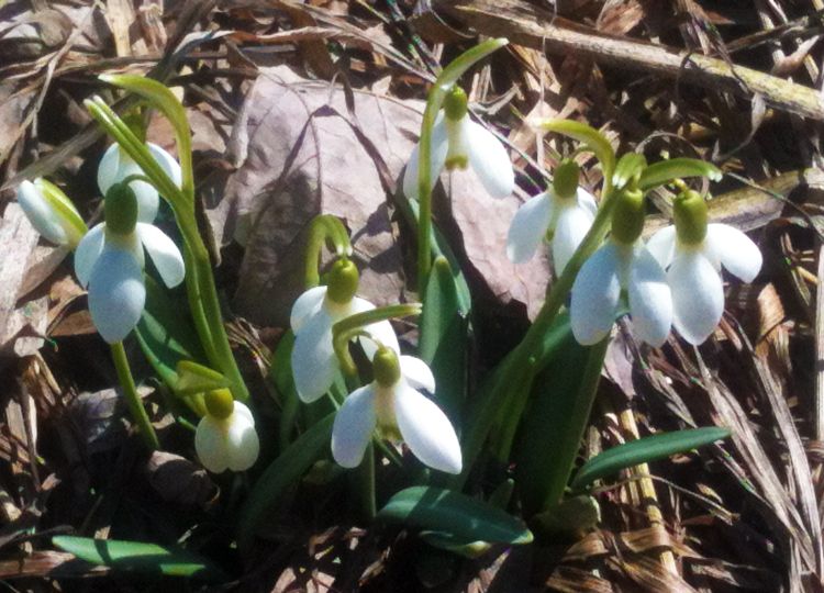 Snow drops. Photo credit: Patrick Voyle