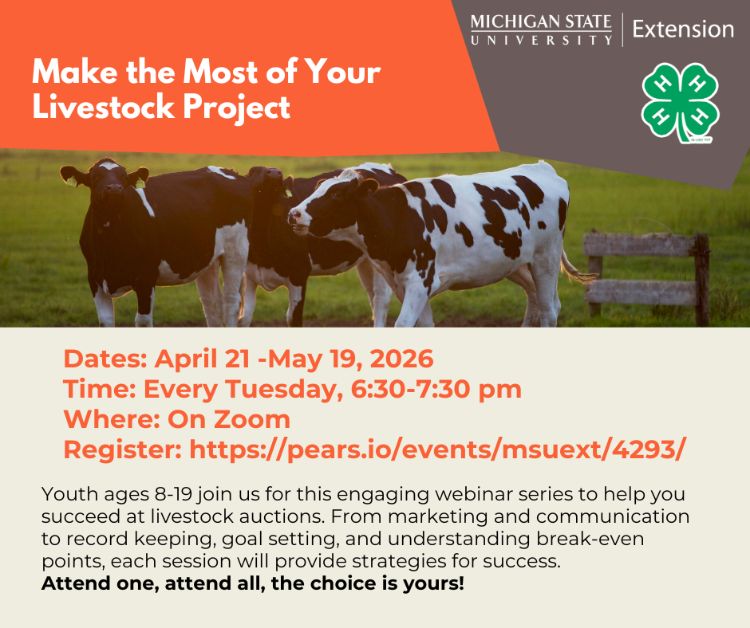 Three dairy steers in a grassy pasture below the MSU Extension logo, 4-H clover and the words 