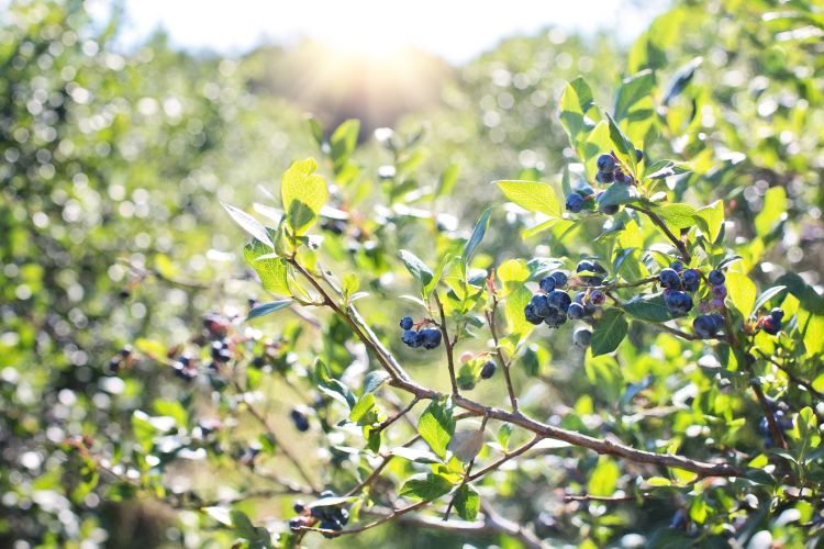 Blueberry bush