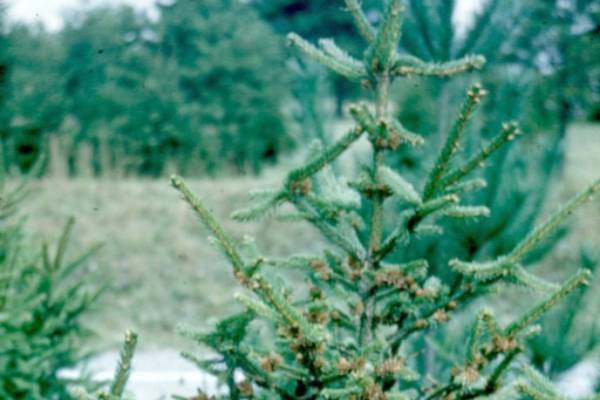 2022 Southpointpavillian Christmas Tree Size Christmas Tree Scouting Report - May 11, 2022 - Christmas Trees