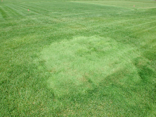  Creeping Bentgrass1.jpg 