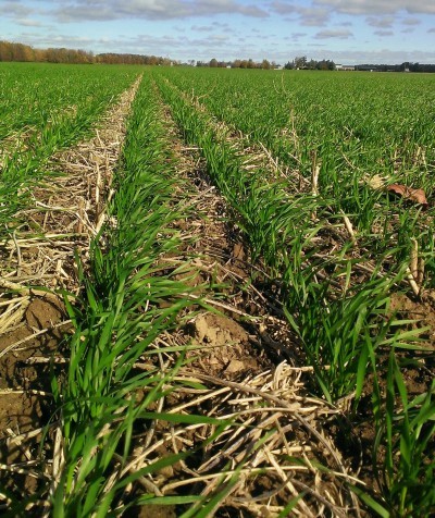 Seeding the 2019 winter wheat crop - Wheat