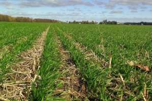 Seeding The 2020 Winter Wheat Crop Wheat