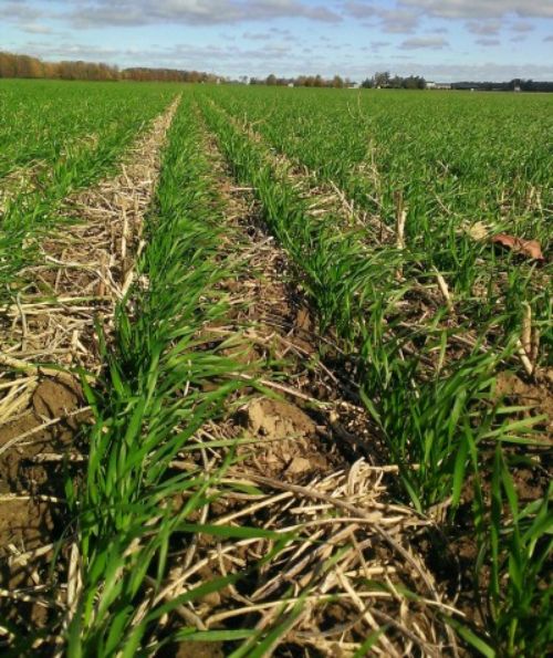 Seeding The 2020 Winter Wheat Crop Wheat