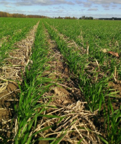 Seeding The 2020 Winter Wheat Crop Wheat