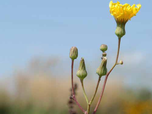  Perennial Sowthistle7.jpg 