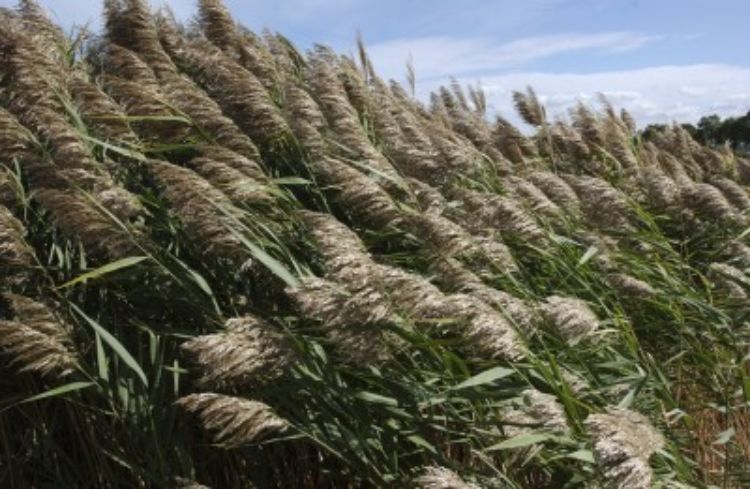 Telecoupling can help us understand how best to communicate to stakeholders how to fight invasive Phragmites. Photo: Dave Brenner