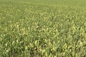 Cover Crops for Preventative Planting, Forage and Following Wheat
