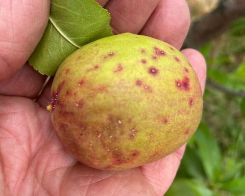Red bite spots on a nectarine.