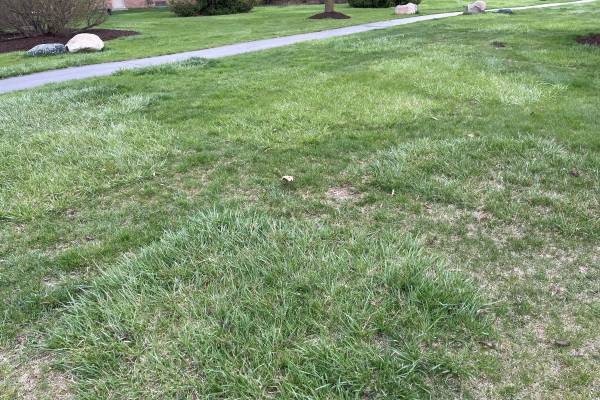 Tall fescue lawn best sale