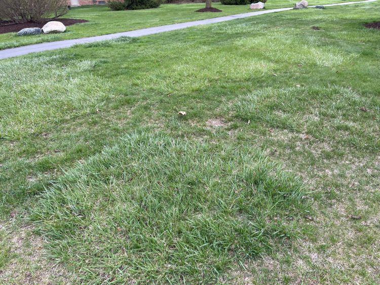 A residential lawn with extensive patches of tall fescue.