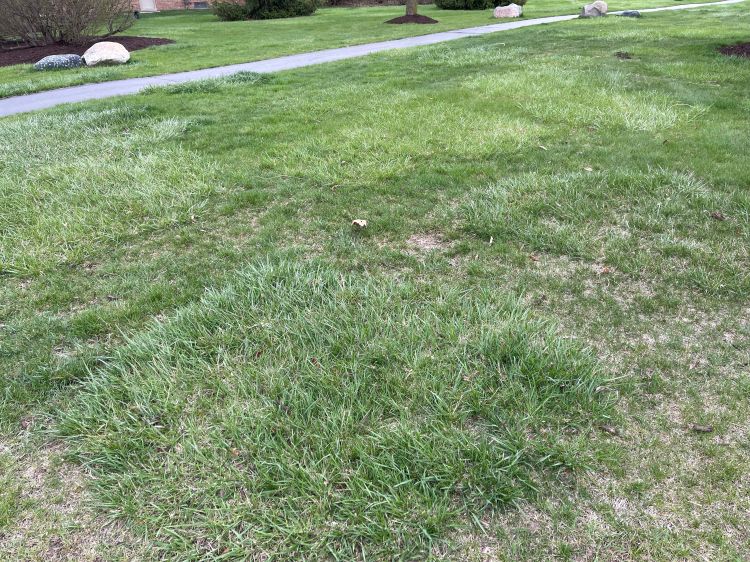 Fescue sale
