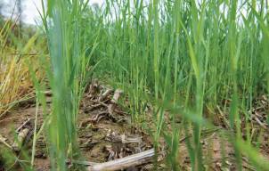 An MSU test plot in Mason shows the winter rye sprouting in a field of harvested corn.