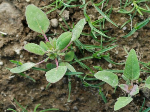  Common Lambsquarters6.jpg 