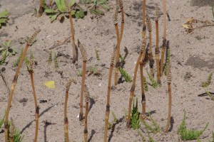 Field horsetail – Equisetum arvense