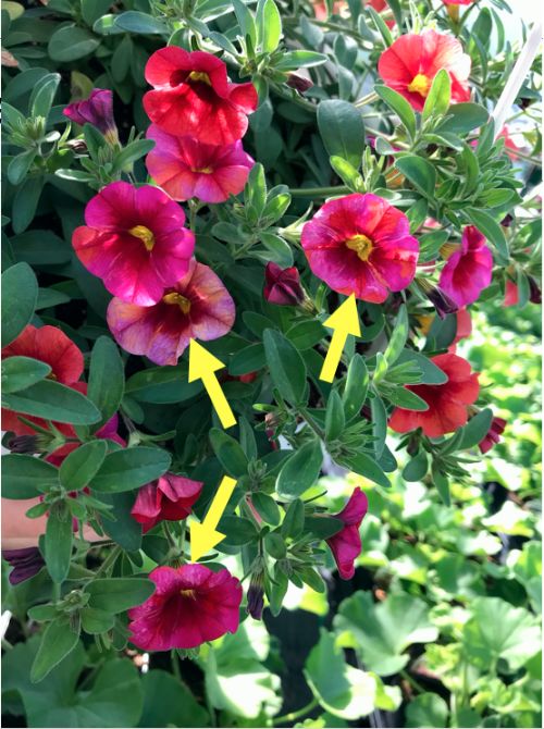 Pink flowers with yellow arrows pointing to spotty colors on flowers.