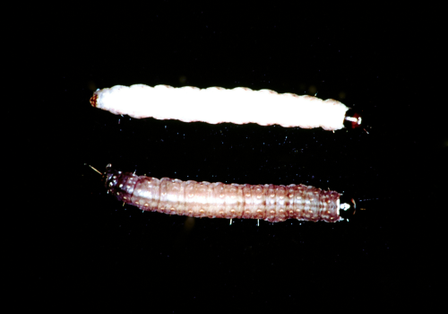 Above, virus-infected larva. Below, healthy larva is a later form which is light brown to grayish-tan with a brown head, dark thoracic shield, and dark stripe down the back. 