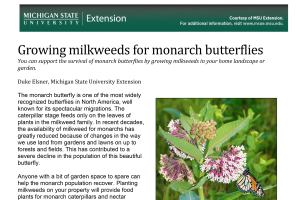 Growing milkweeds for monarch butterflies