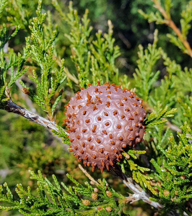 Cedar apple rust gall