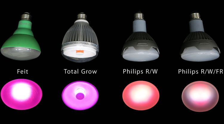 Photo 1. Photos of some screw-in LEDs developed for horticulture applications showing the lamp and the color of light emitted. Photo: Qingwu Meng, MSU.
