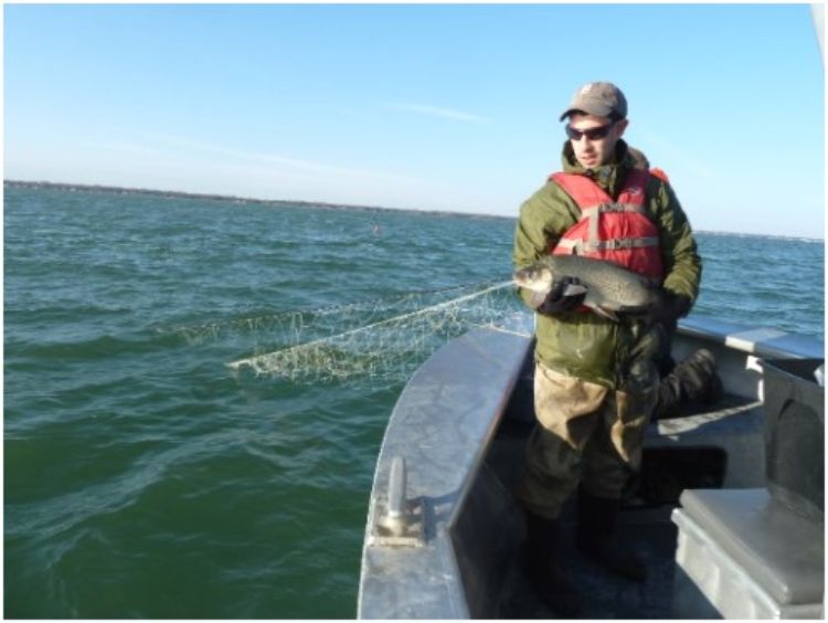 Research team member Nick Kalejs collects samples. Photo credit: Jay Beugly