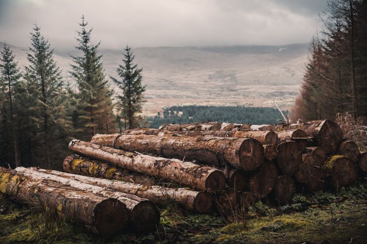 Large logs over looking forest scene.