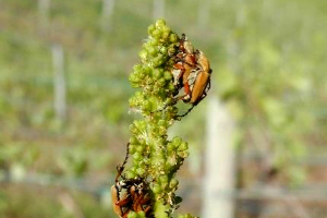 Rose chafer management for vineyards