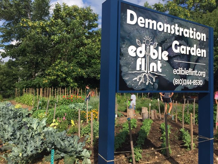 Edible Flint demonstration gardens.