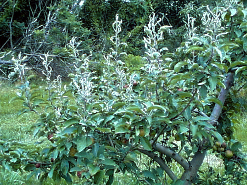 Leaves become brown and brittle.