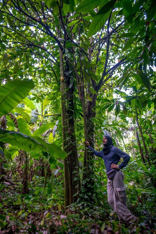 José D. Crespo de León is a cacao farmer in the north central part of Puerto Rico.