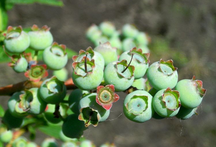 Several clusters of green Duke berries. Photo: Mark Longstroth, MSU Extension.