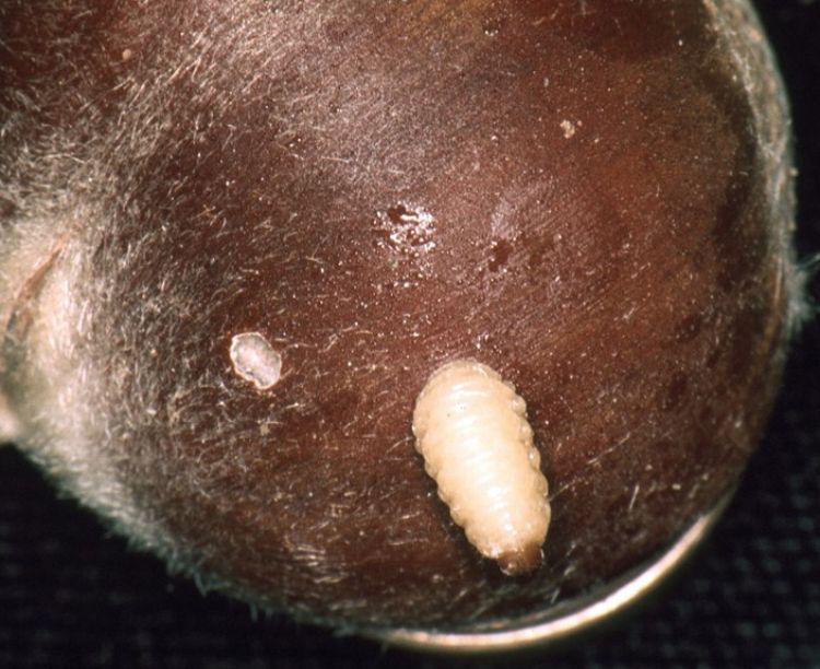Chestnut weevil larvae emerging from shell. Photo by Jerry A. Payne, USDA Agricultural Research Service, Bugwood.org