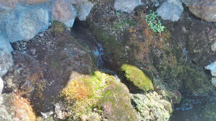 Groundwater flows continuously from this fresh water spring in the city of Adrian, Michigan. | Photo by Monica Day, MSU Extension 