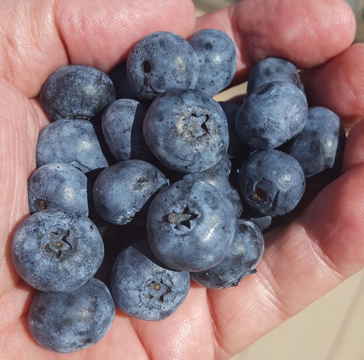 Second picking Bluecrop berries. Growers will move to other varieties soon. Photo by Mark Longstroth, MSU Extension.