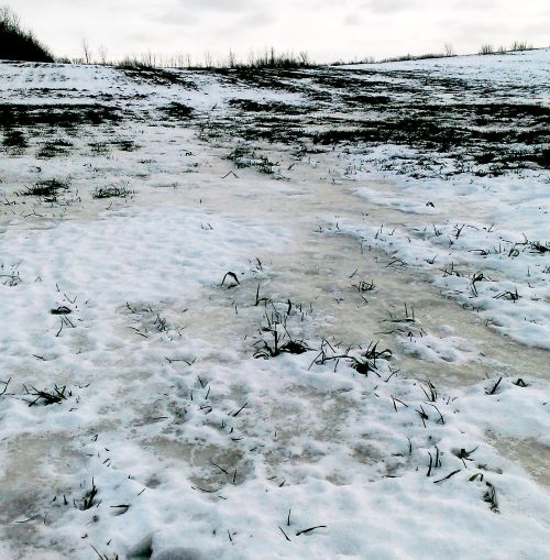 Winter wheat may generate high yields again in 2016 despite some challenging winter conditions. Note exposure on wind-swept knolls and pockets of ice.
