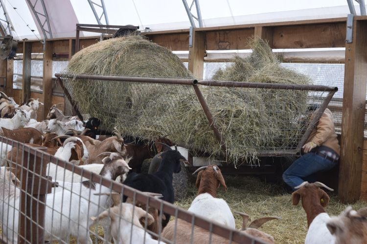 goats at a hay feeder