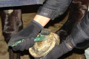 Preventing And Treating Thrush In Horses Horses