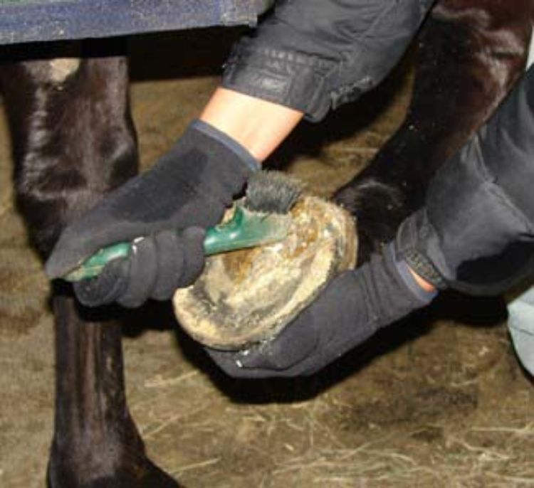 Cleaning a horses's hoof