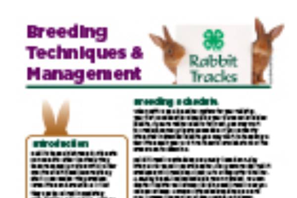 Breeding rabbits on sale