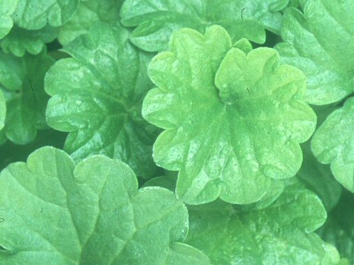  ground ivy2.jpg 