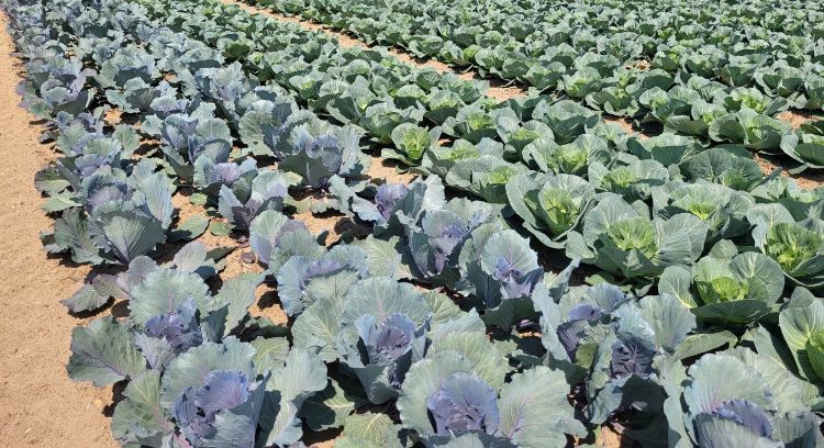 Rows of red and green cabbage in a field, approaching the early heading growth stage.