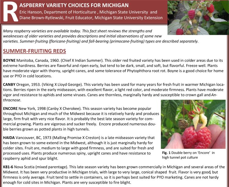 New raspberry varieties for Michigan factsheet - MSU Extension