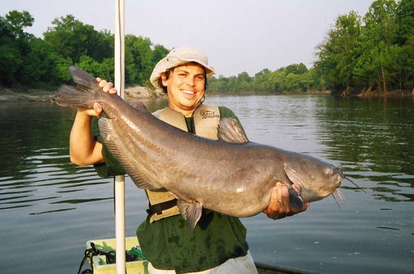 Catfish online and carp