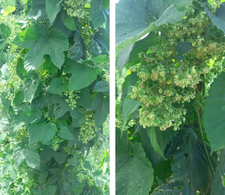 Male hop plants with pendulant panicles bearing flowers. Photos: Judith Martin, Purdue University.