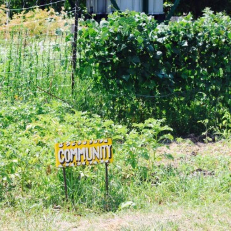 A Detroit community garden. Photo credit: Jude Barry