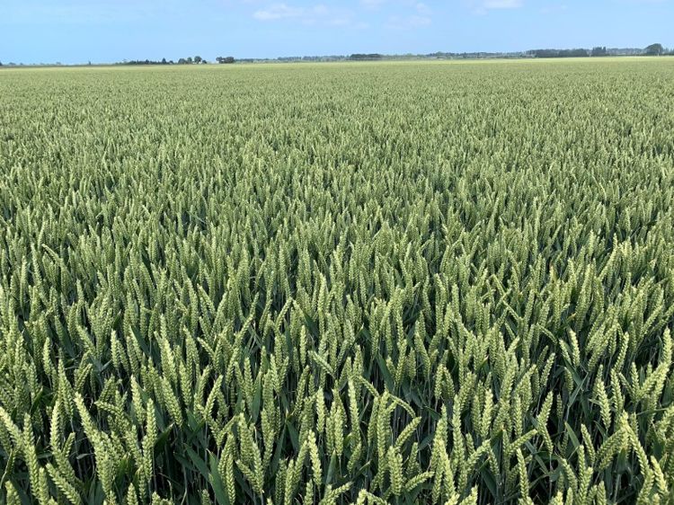 Wheat field