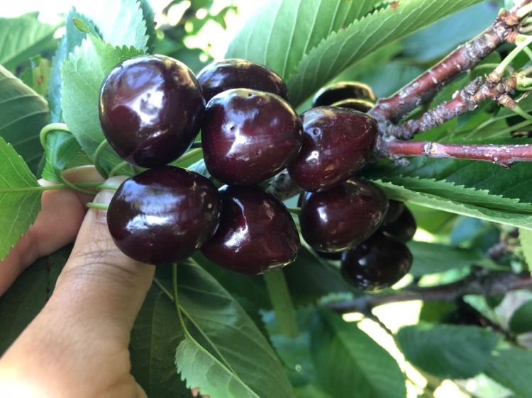 Wounds on cherry fruit