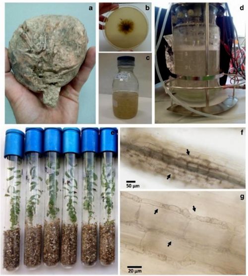 Ascocarp of Terfezia claveryi (a), isolated mycelium of T. claveryi in MMN medium (b), mycelium preculture in liquid medium (c), fermentation process in a 5-L stirred tank bioreactor (d), mycorrhizal H. almeriense plants with T. claveryi liquid mycelium 2 months after in vitro inoculation (e), mycorrhizal colonization and Hartig net in stained roots under microscope are marked with black arrows (f, g) (Arenas, et al., 2018)