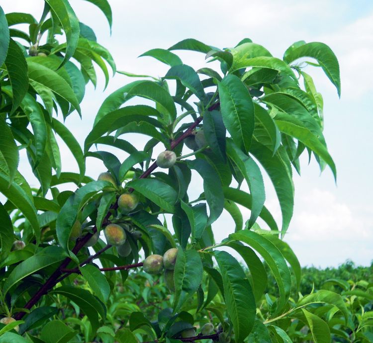 Here is a good crop of peaches in good sites close to Lake Michigan. Photo credit: Mark Longstroth, MSU Extension