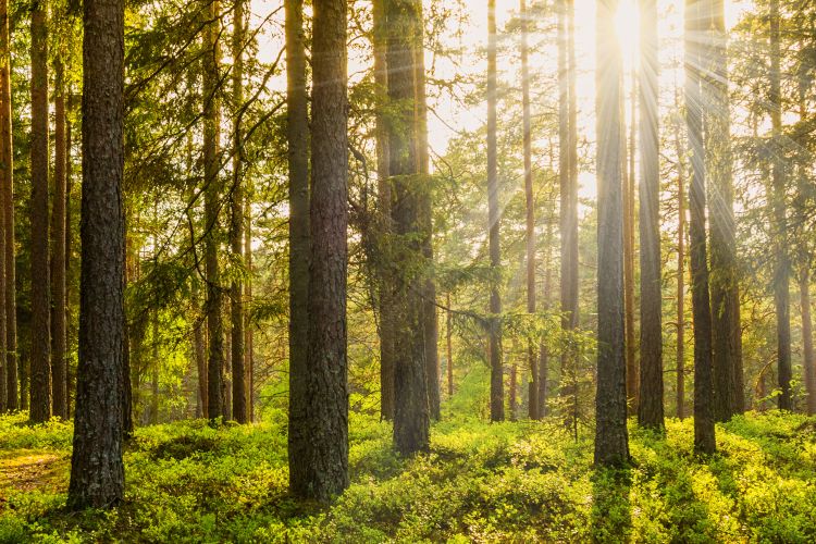 MSU Upper Peninsula Forestry Innovation Center